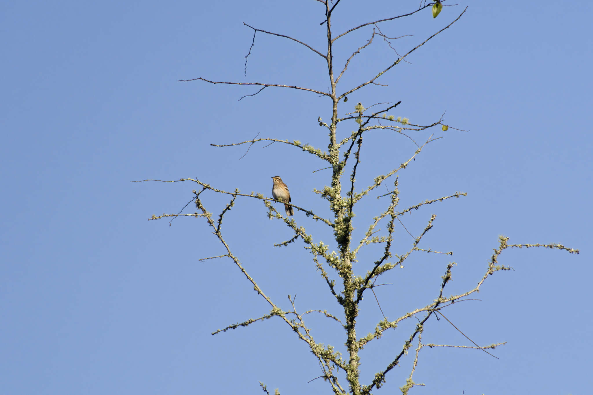 Image of Brown-backed Scrub Robin