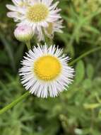 Erigeron philadelphicus var. philadelphicus的圖片