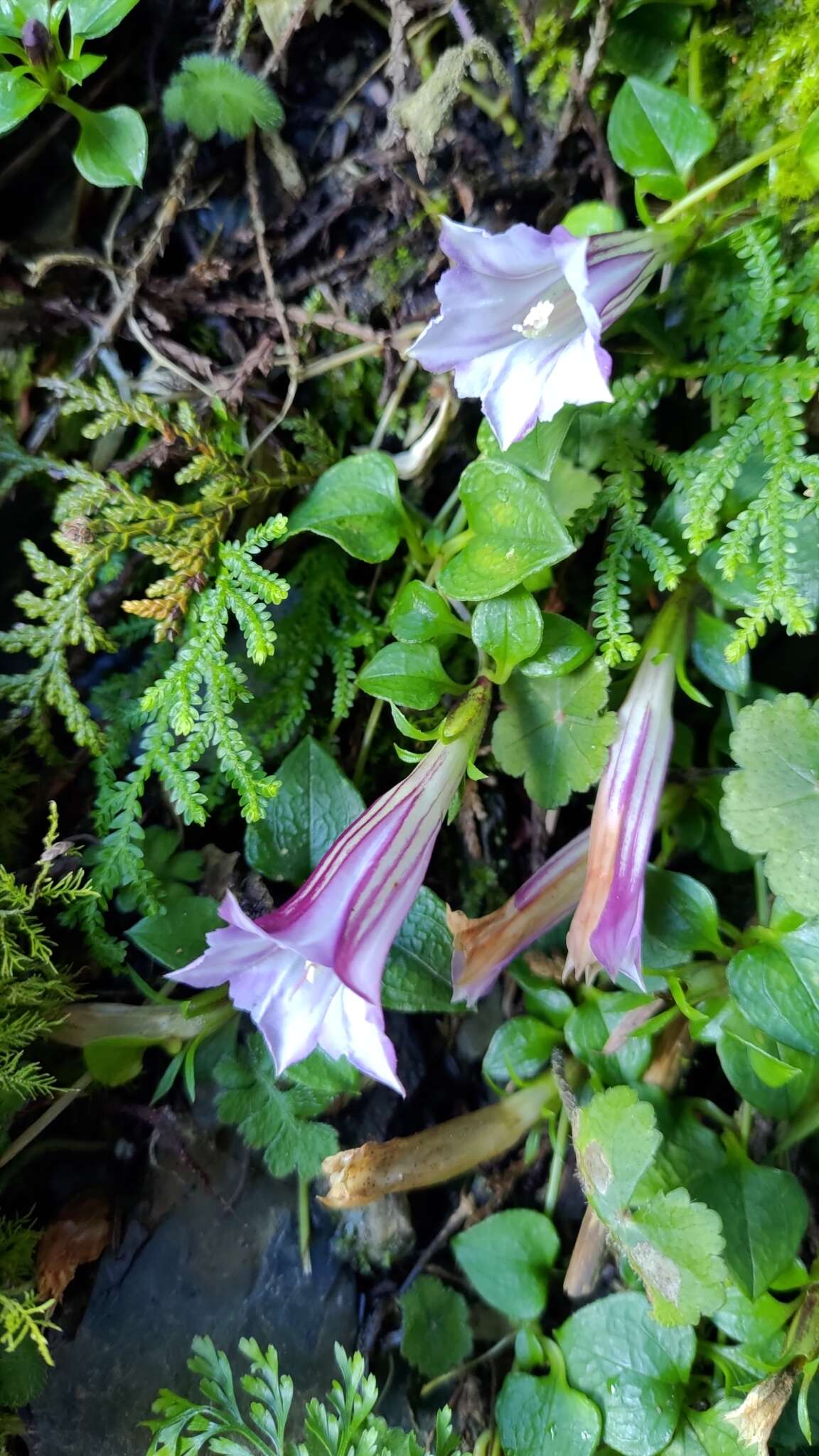 Imagem de Tripterospermum cordifolium (Yamamoto) Satake