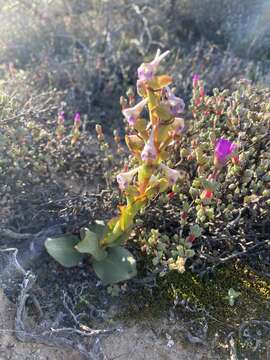 Image of Disa ovalifolia Sond.