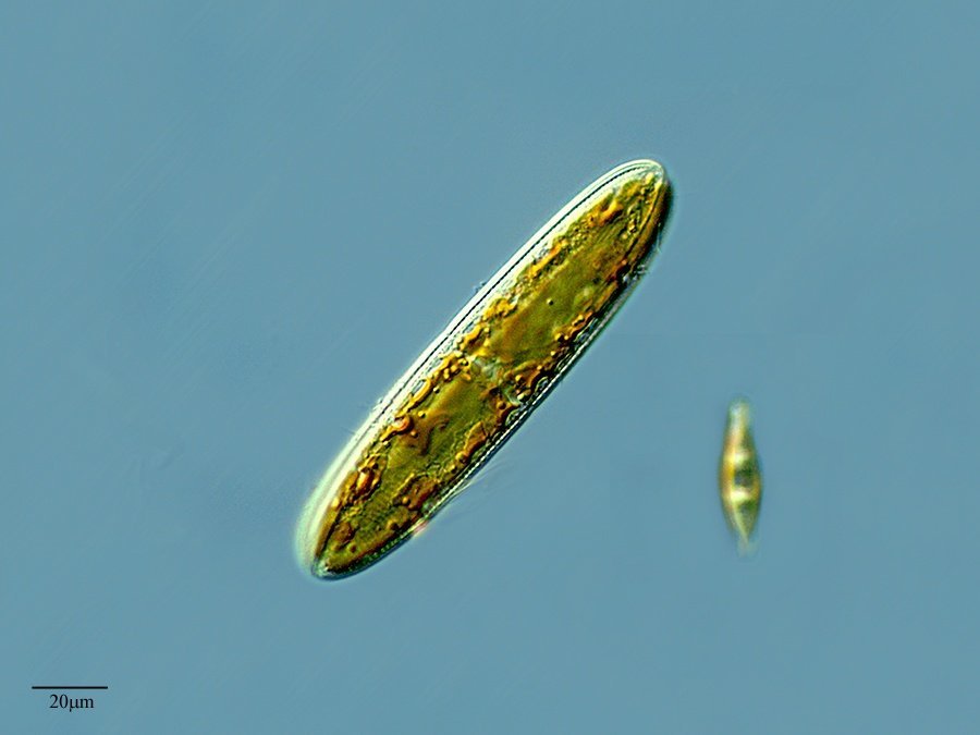 Image of <i>Paraquadrula irregularis</i>