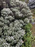 Image of Olearia moschata Hook. fil.