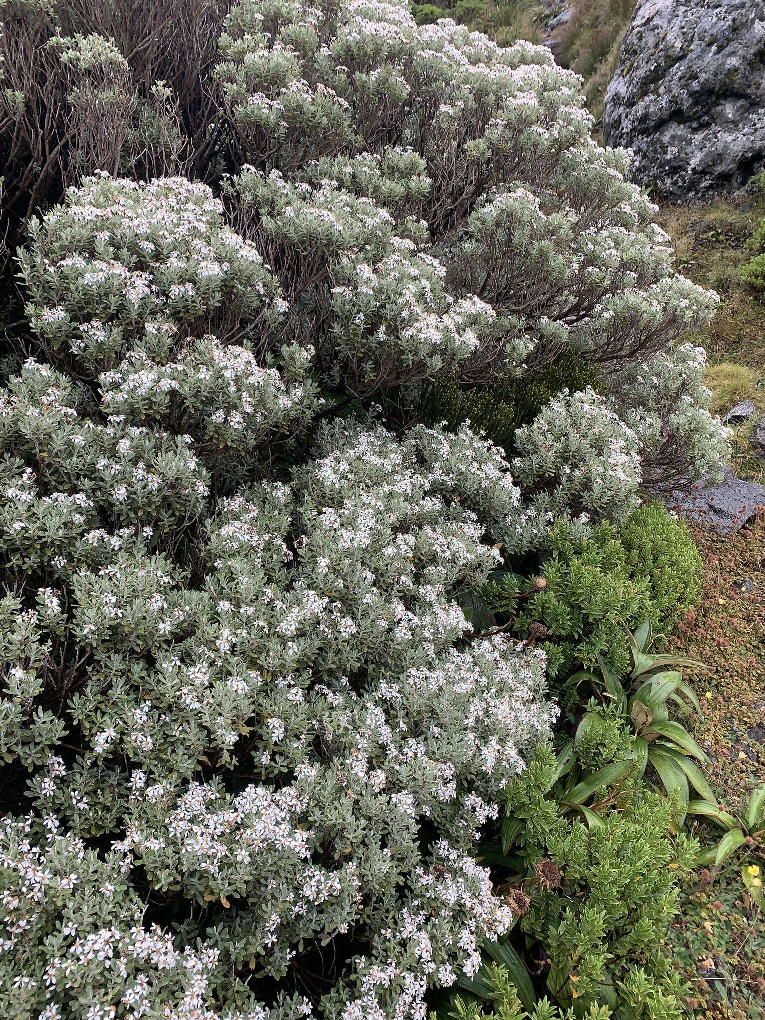 Olearia moschata Hook. fil. resmi