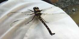 Image of Giant bush dragonflies