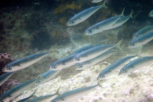 Image of Blue Mackerel