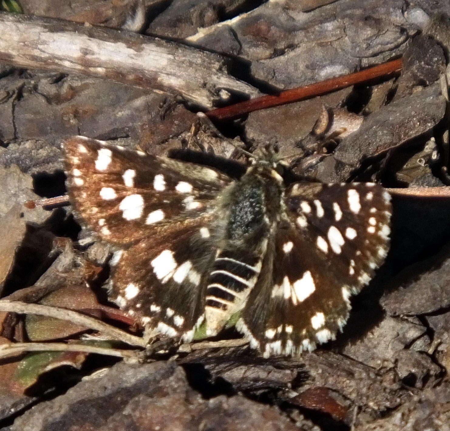 Image of Spialia spio Linnaeus 1764