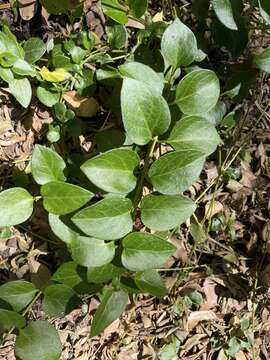 Image of Vinca major subsp. major