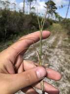 Image of perennial sandgrass