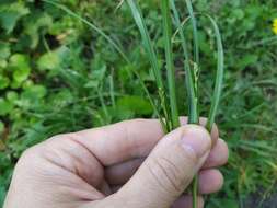 Image of Spiked Sedge