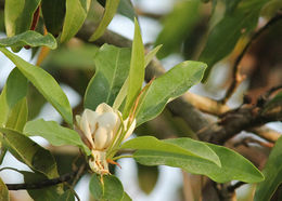 Image of Sweetbay Magnolia