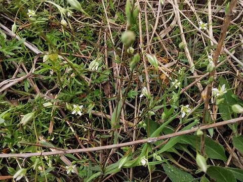 Image de Moenchia erecta subsp. octandra (Moris) Coutinho