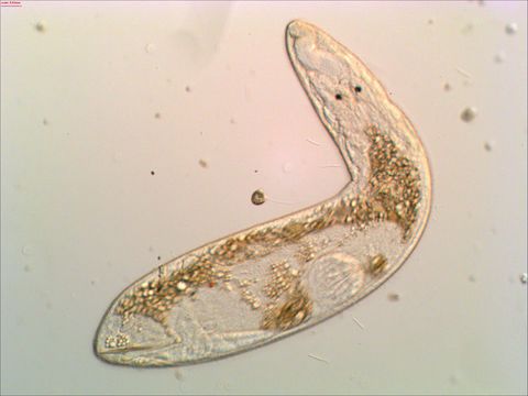 Image of <i>Gyratrix hermaphroditus</i> Ehrenberg 1831