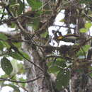 Image of Lita Woodpecker