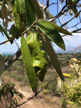 Image de Alphitonia excelsa (Fenzl) Benth.