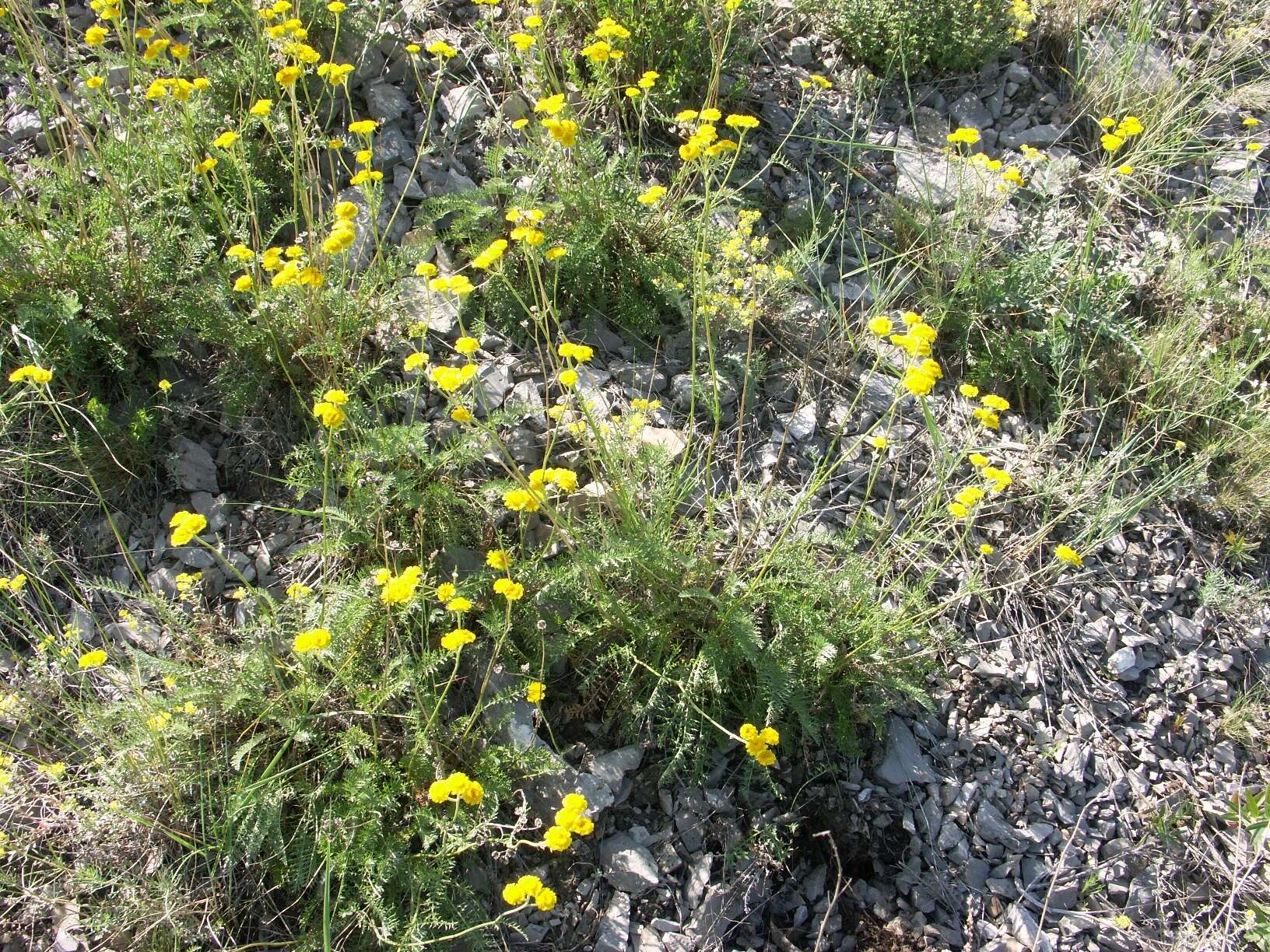 Слика од Tanacetum kittaryanum (C. A. Mey.) Tzvel.