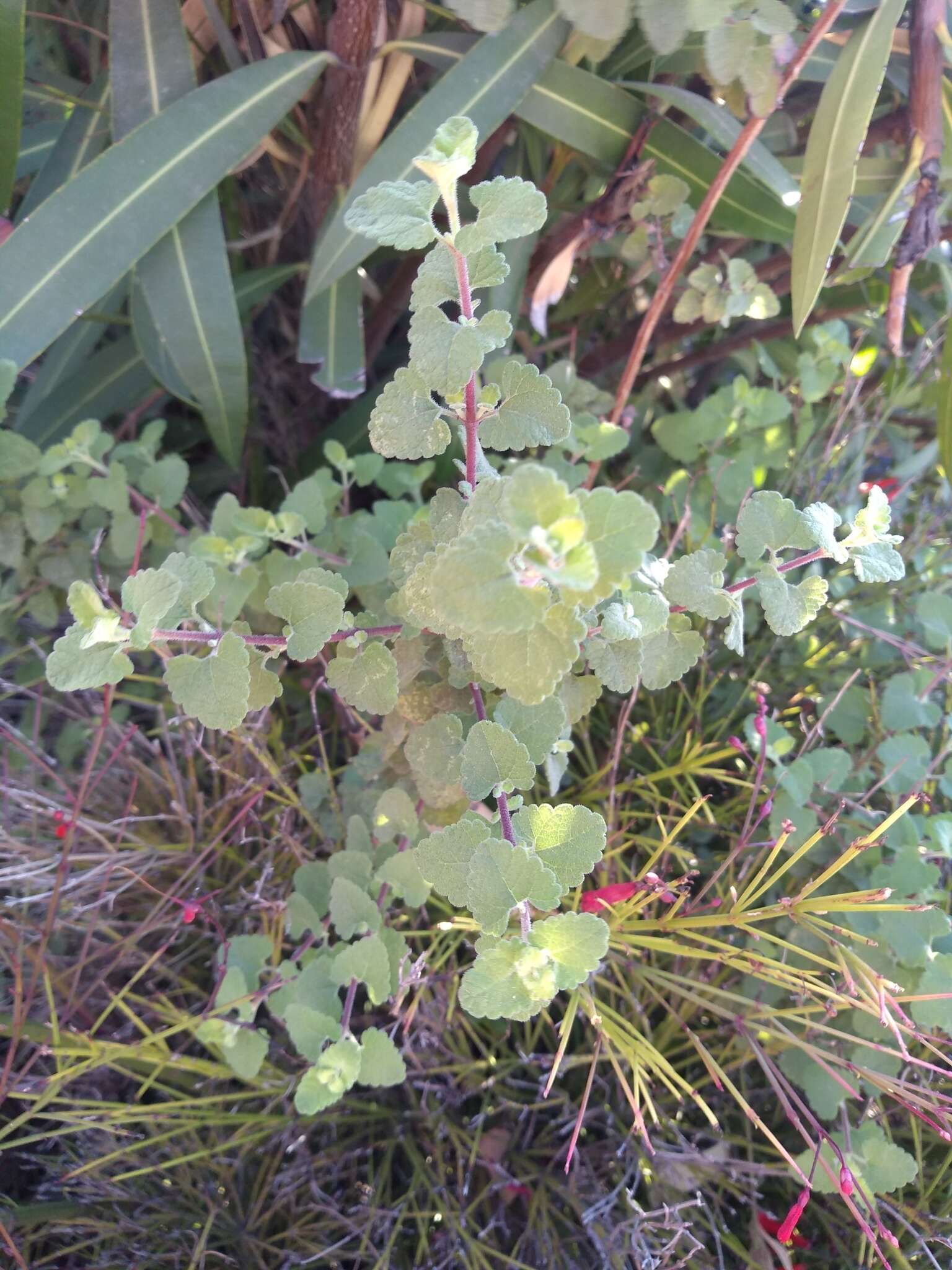 Brickellia veronicifolia (Kunth) A. Gray的圖片