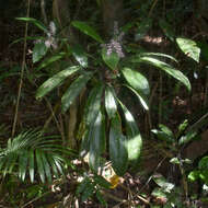 Image of Cordyline cannifolia R. Br.