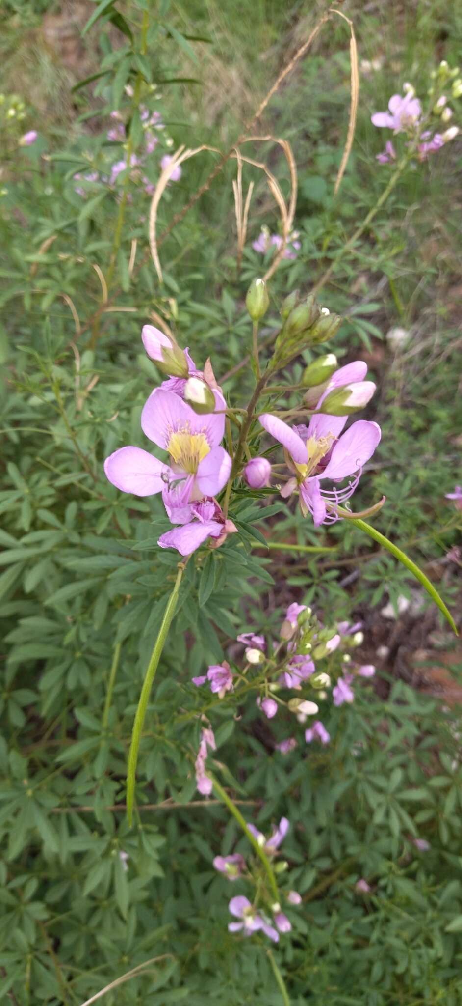 Image of Sieruela oxyphylla var. robusta (Kers) Roalson & J. C. Hall