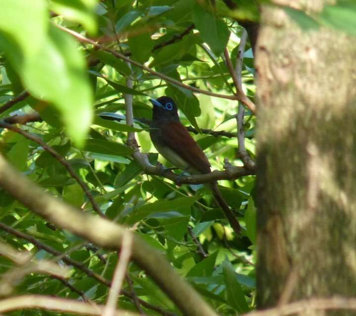 Image of Japanese Paradise Flycatcher