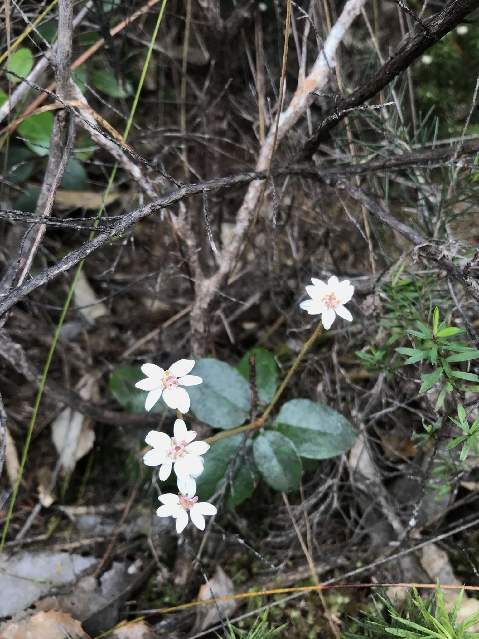 Image of daisy bush