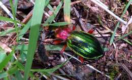 Carabus (Chrysocarabus) auronitens auronitens Fabricius 1792 resmi