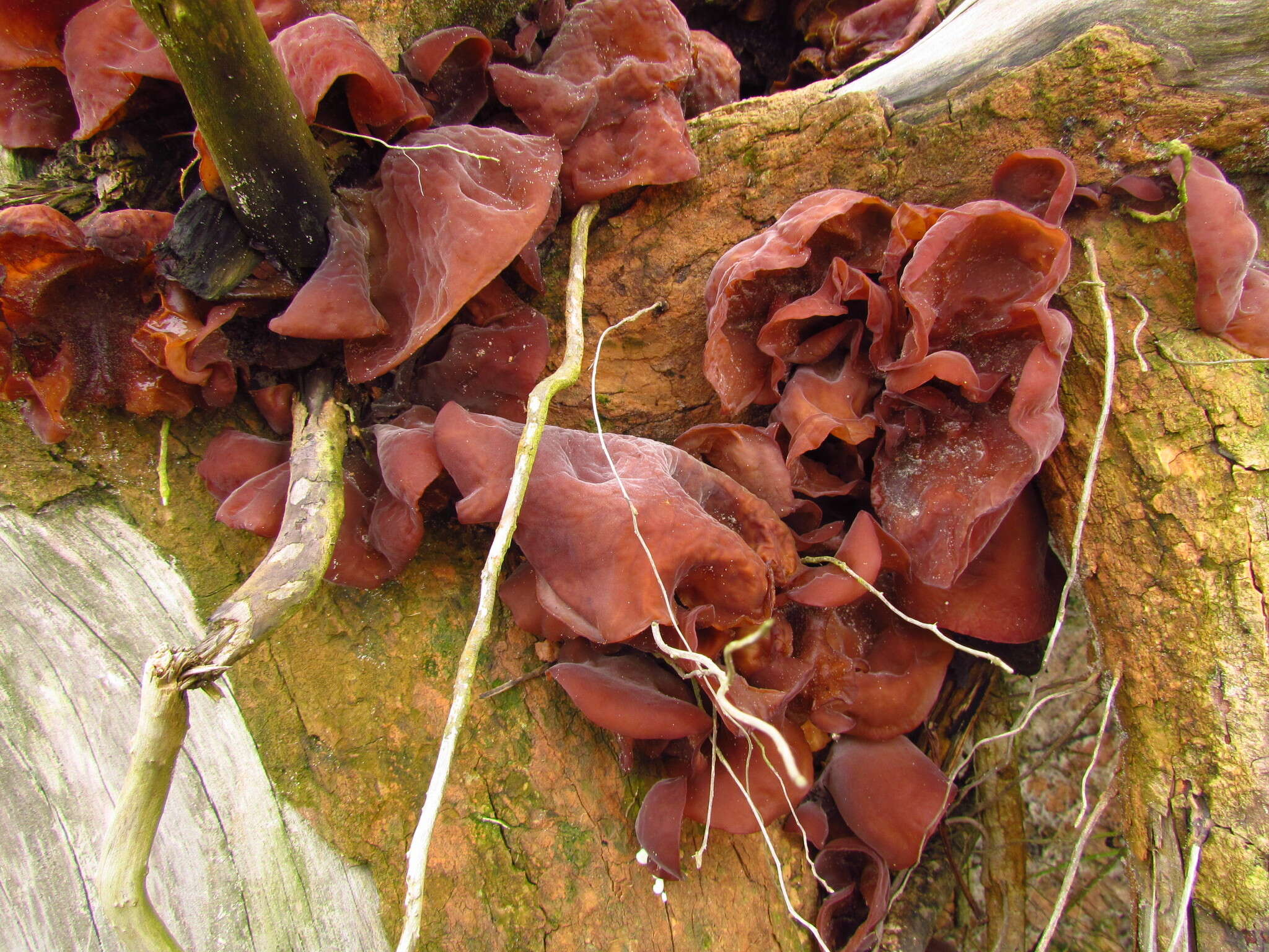 Imagem de Auricularia fuscosuccinea (Mont.) Henn. 1893