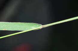 Слика од Elymus gmelinii (Trin.) Tzvelev