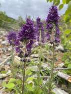 Image de Phacelia sericea subsp. ciliosa (Rydb.) G. W. Gillett