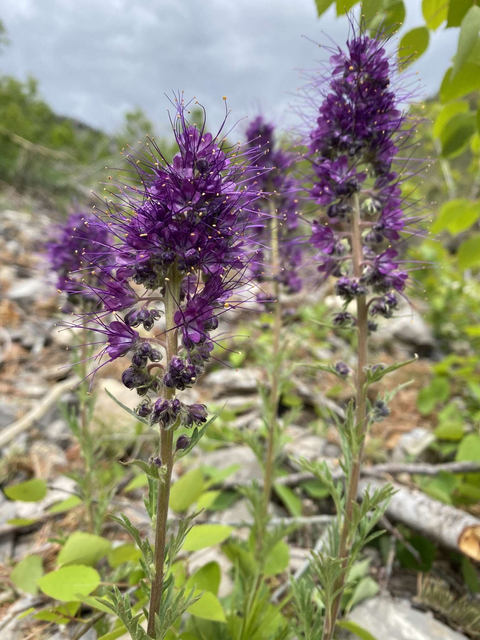 Image of silky phacelia