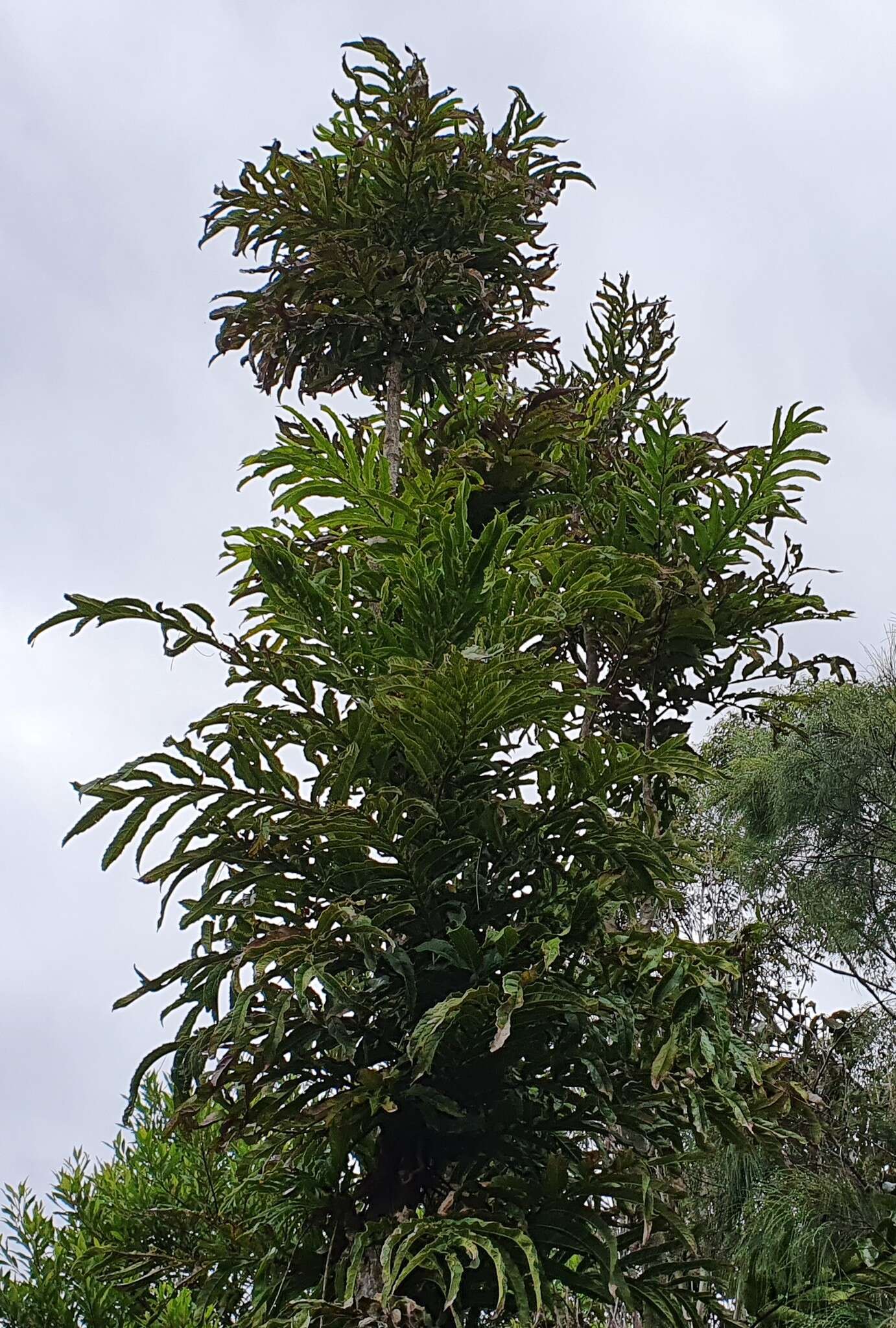 Image of Hicksbeachia pinnatifolia F. Müll.