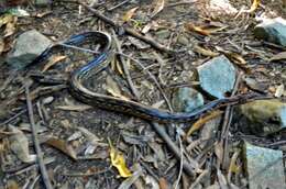 Image of Madagascar Boa