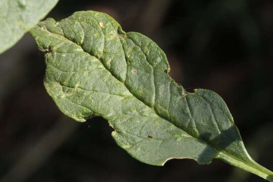 Image of tropical pokeweed