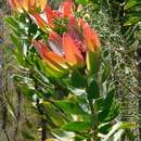 Imagem de Leucadendron burchellii I. J. M. Williams