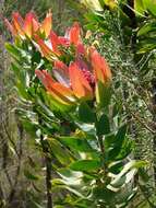 Image of Leucadendron burchellii I. J. M. Williams