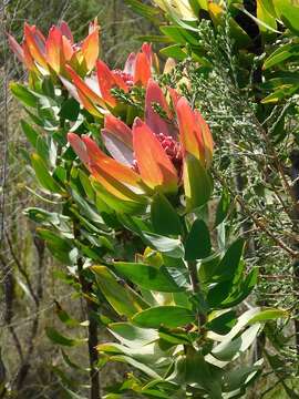 Plancia ëd Leucadendron burchellii I. J. M. Williams