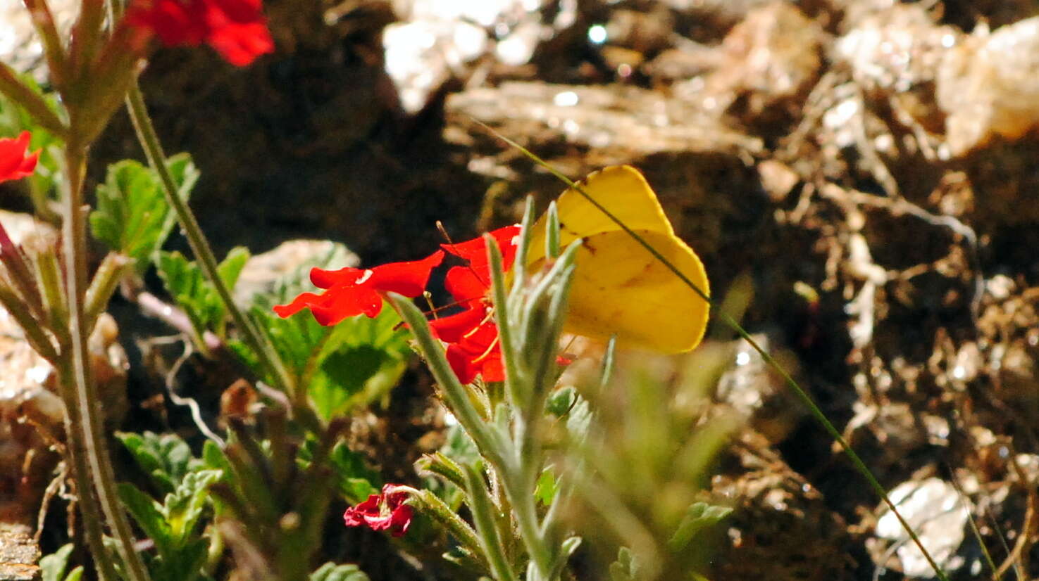 Image of Teriocolias