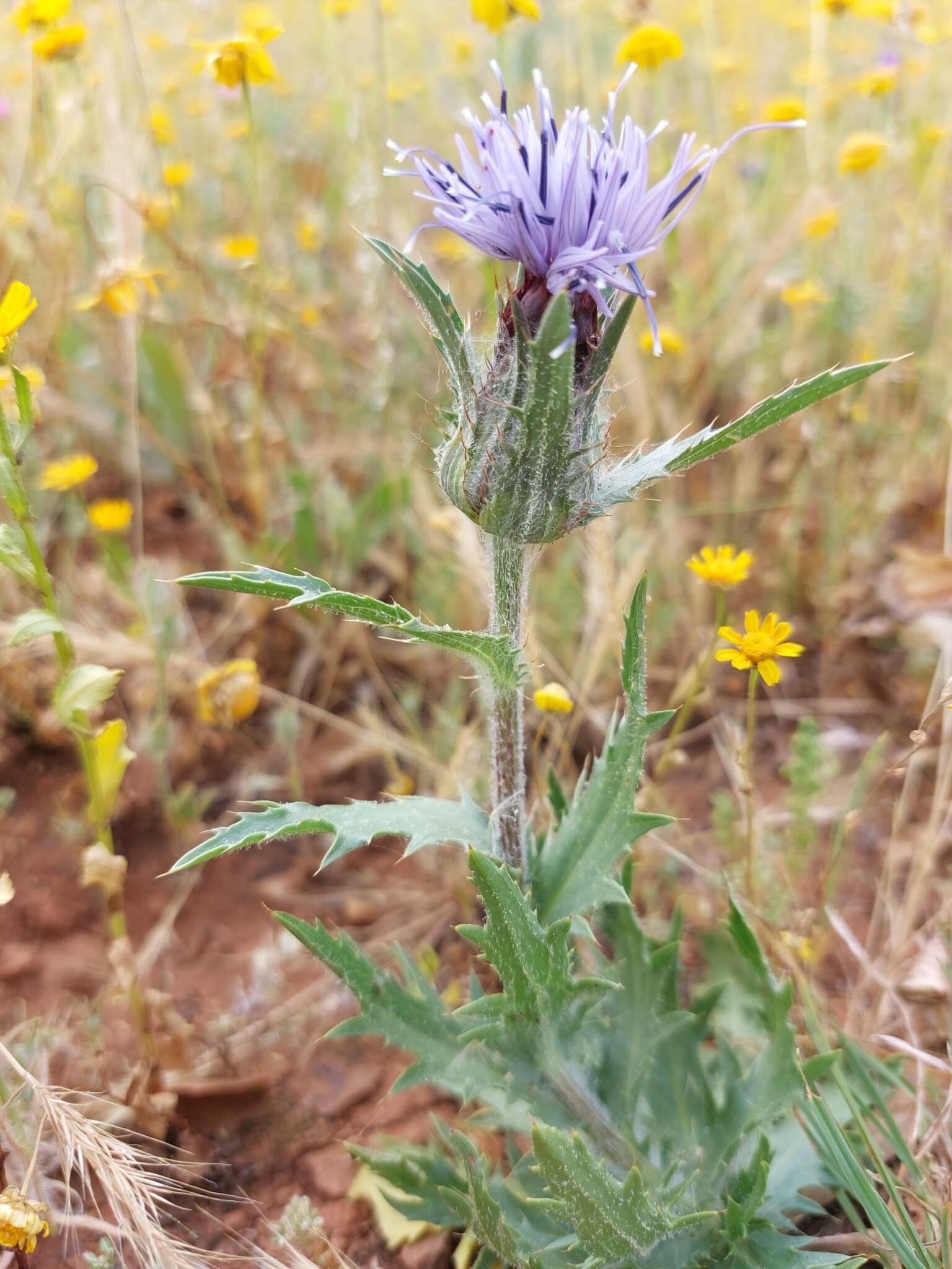 Plancia ëd Carduncellus caeruleus (L.) C. Presl