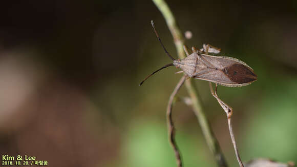 Imagem de Homoeocerus (Tliponius) marginiventris Dohrn 1860