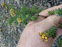 Plancia ëd Oedera genistifolia (L.) A. A. Anderberg & K. Bremer