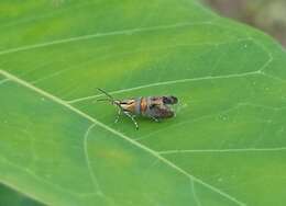 Image of Slosson's Metalmark Moth