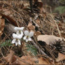 Слика од Viola chaerophylloides (Regel) W. Becker