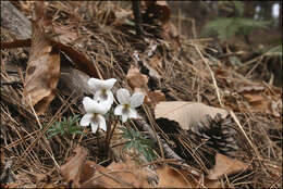 Image of Viola chaerophylloides (Regel) W. Becker