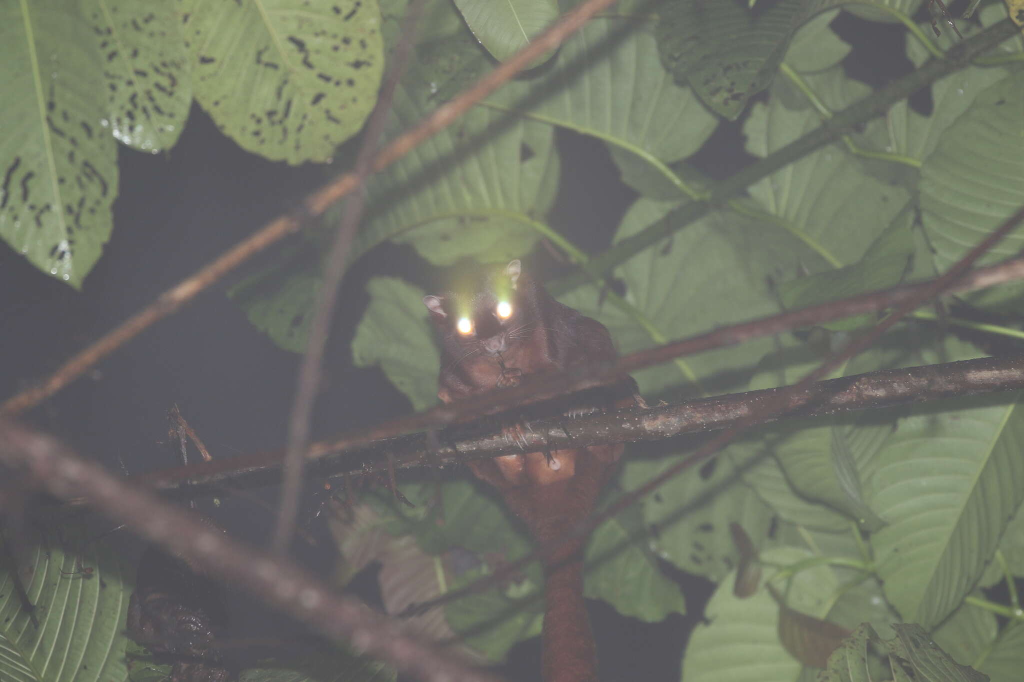 Image of Large black flying squirrel