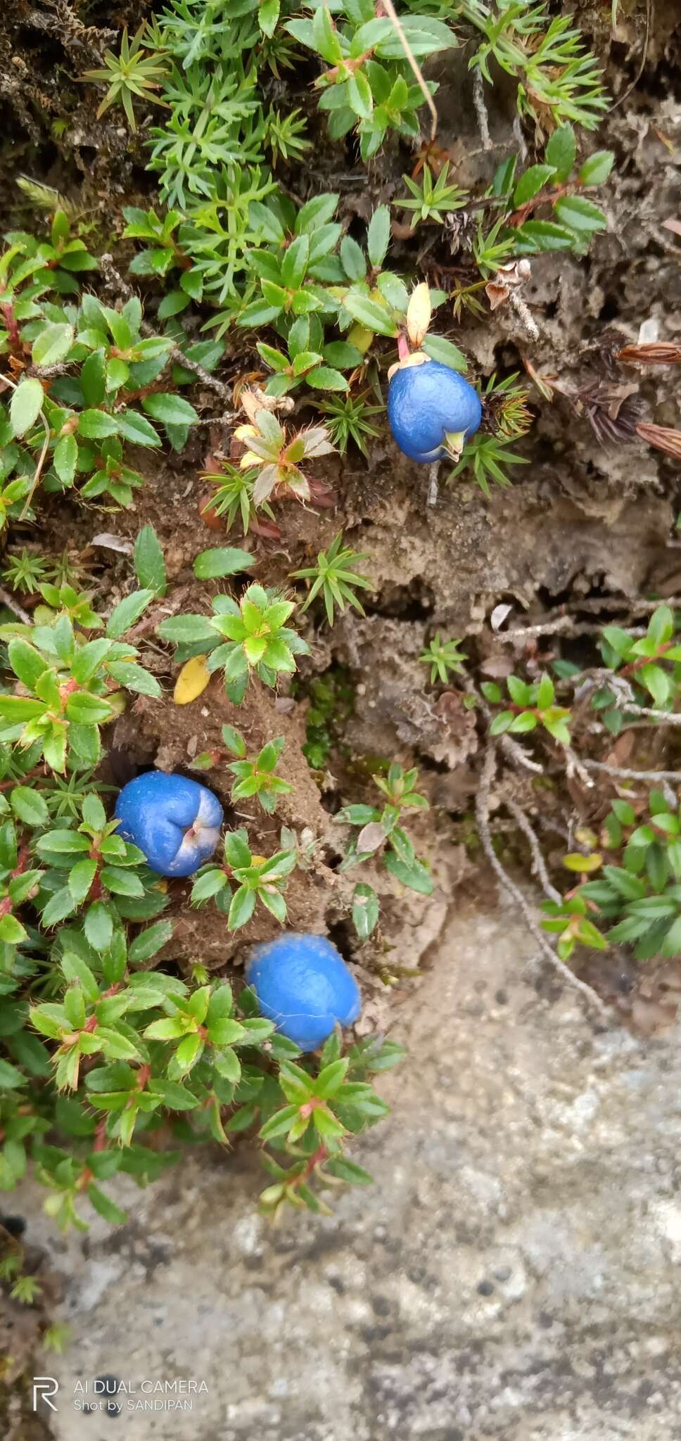 Imagem de Gaultheria trichophylla Royle