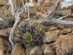 Imagem de Dudleya linearis (Greene) Britton & Rose