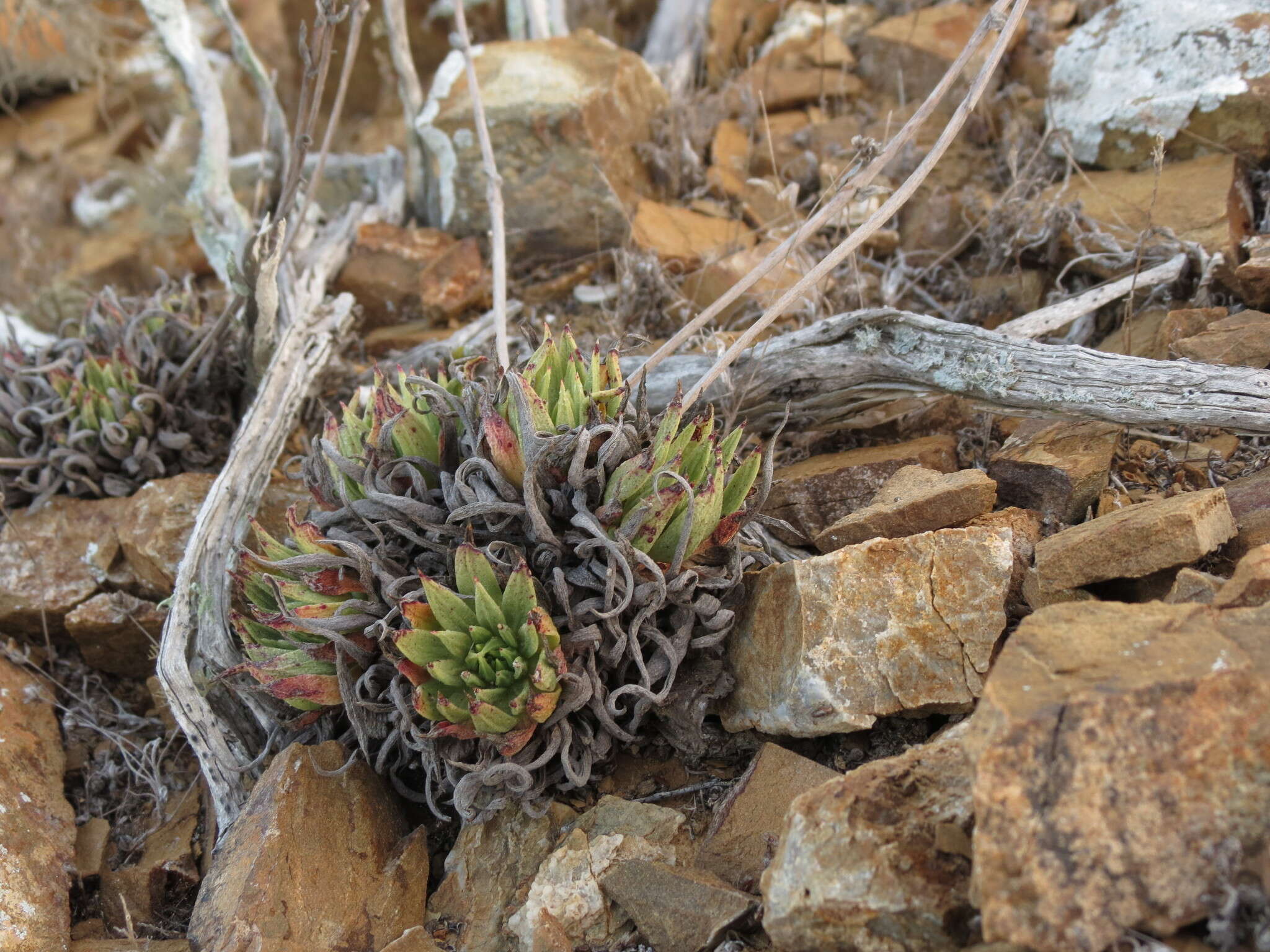 Image of Dudleya linearis (Greene) Britton & Rose