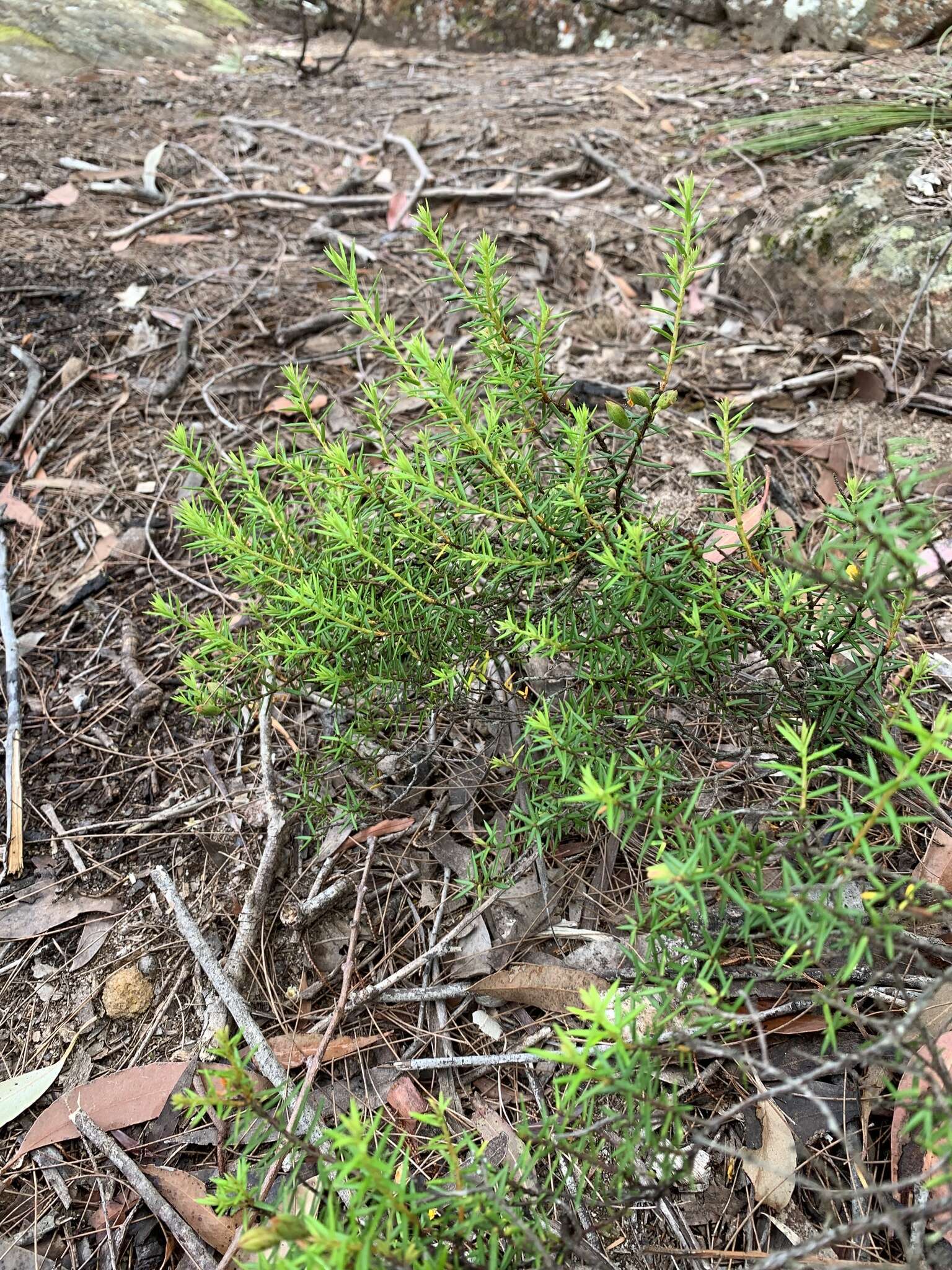 Image of Hibbertia acicularis (Labill.) F. Müll.