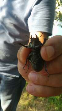 صورة <i>Lucanus cervus turcicus</i>