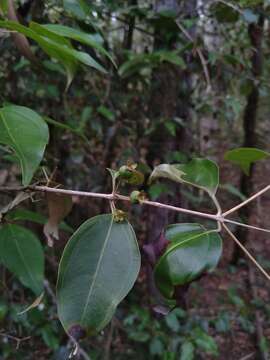 صورة Rhodamnia acuminata C. T. White