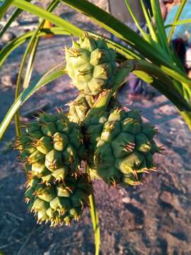 Image of Pandanus andringitrensis Huynh